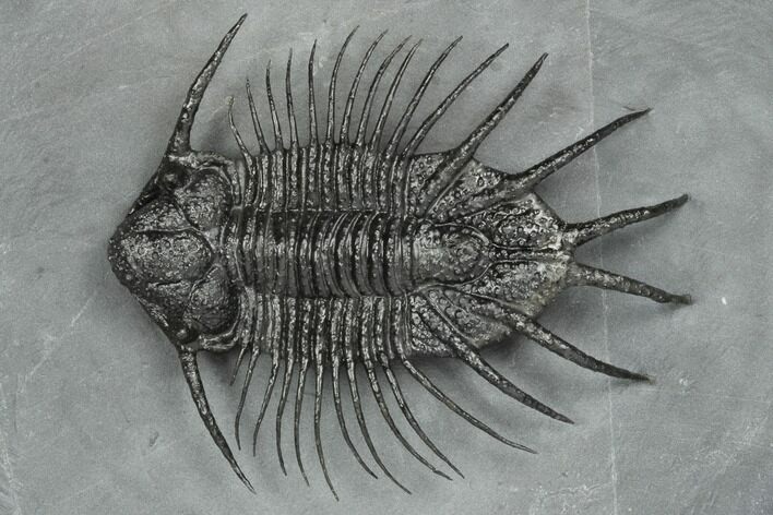 Insane Lichid (Acanthopyge) Trilobite - Mrakib, Morocco #191765